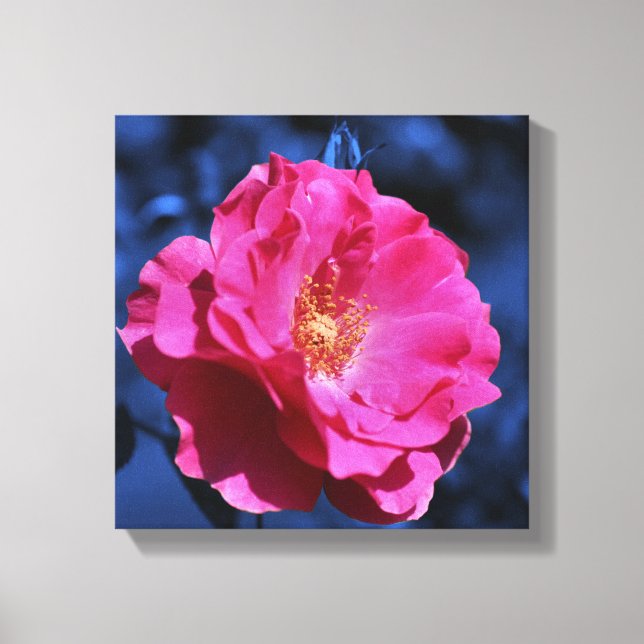 Pink Rose On Blue Tint Flower  Canvas Print (Front)