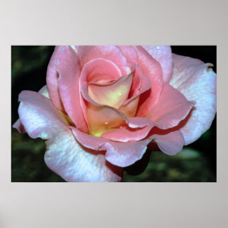 Pink Rose on Canvas Print