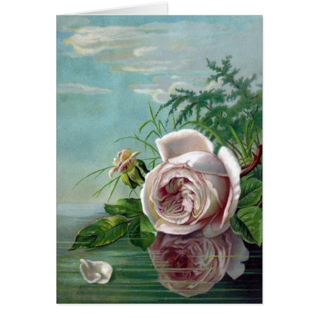 Pink Rose Over Water (Front)