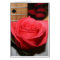 Pink rose pale guitar music image