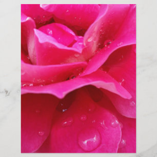 pink rose petals
