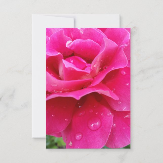 pink rose petals (Front)