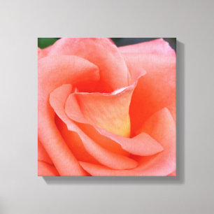 pink rose petals canvas print
