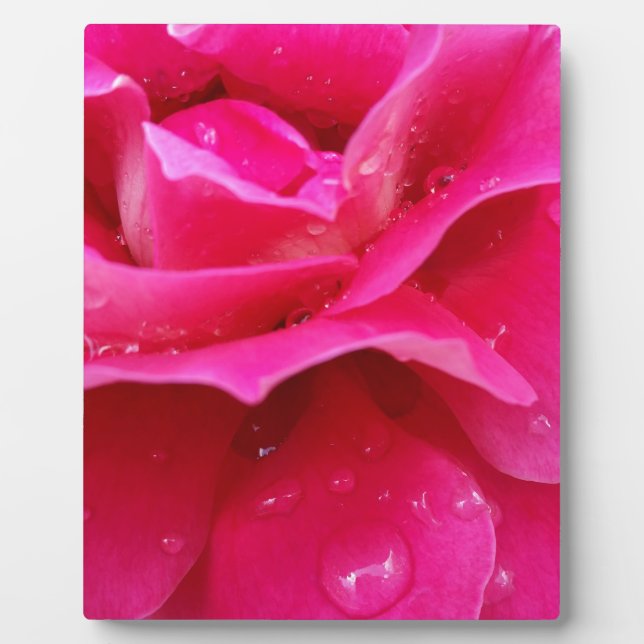 pink rose petals plaque (Front)