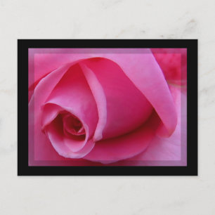 Pink Rose Petals Postcard