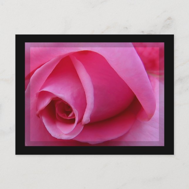 Pink Rose Petals Postcard (Front)