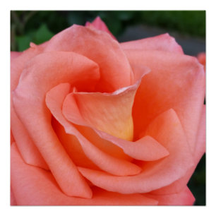 pink rose petals poster