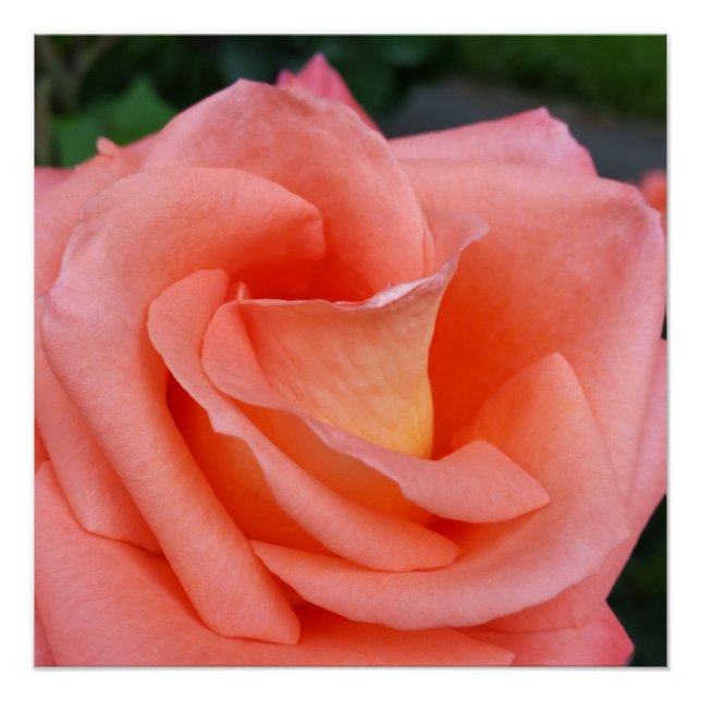 pink rose petals poster (Front)