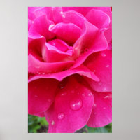pink rose petals