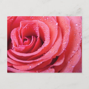 Pink Rose Petals With Water Drops. Macro Shot Postcard