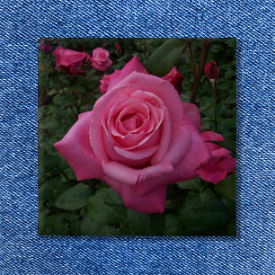 Pink Rose Photo 15 Cm Square Badge