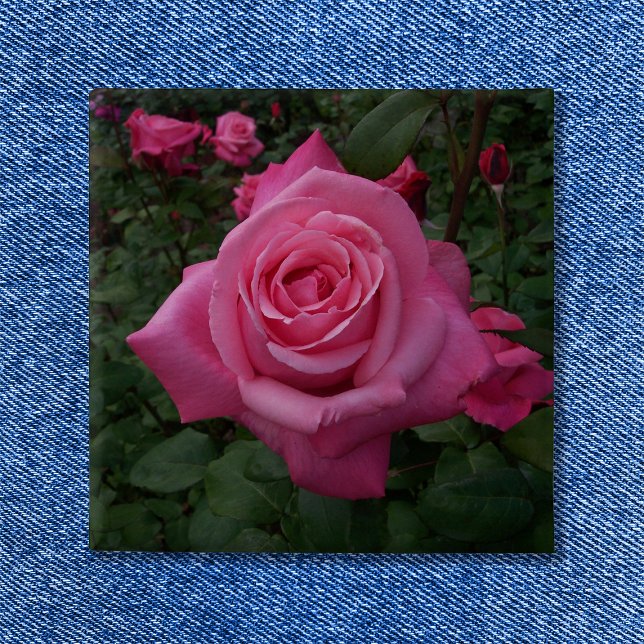 Pink Rose Photo 15 Cm Square Badge (Pink Rose Button)