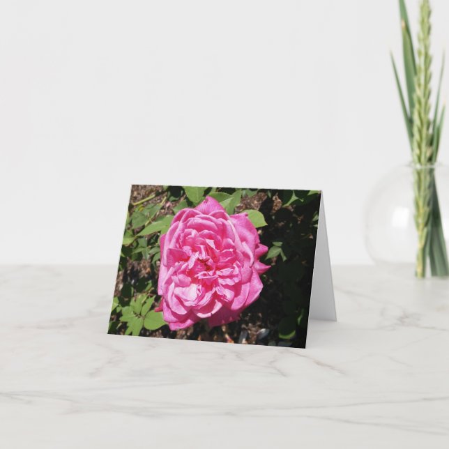 Pink Rose Photo Folded Note Card (Front)