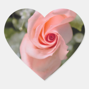 Pink Rose Photo Heart Sticker
