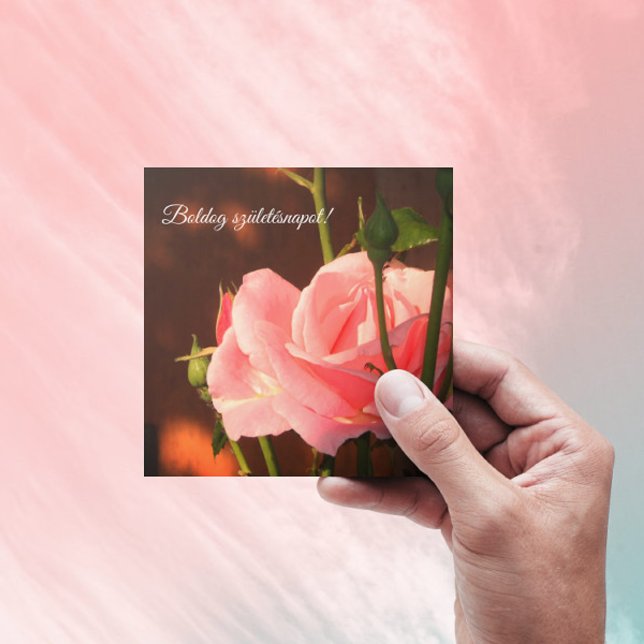 Pink rose photo  - Hungarian birthday (Creator Uploaded)