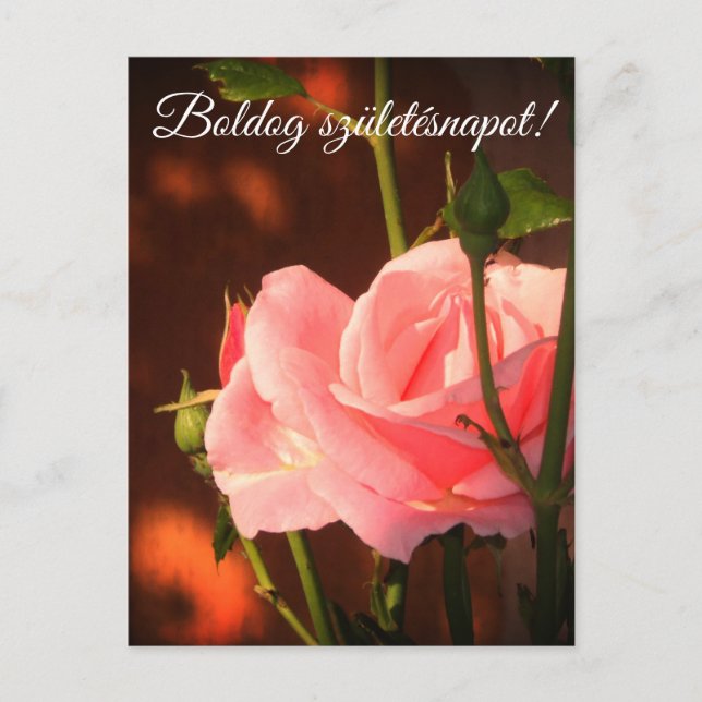 Pink rose photo  - Hungarian birthday Postcard (Front)