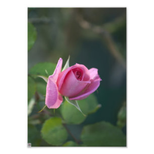 Pink Rose Photo Print