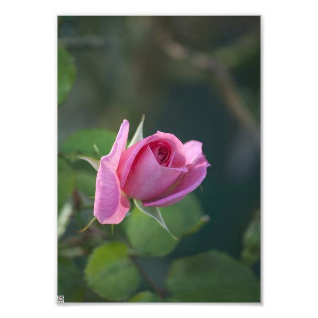 Pink Rose Photo Print (Front)