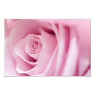 Pink Rose Photo Print