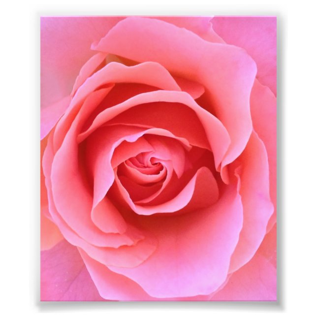 Pink Rose Photo Print (Front)
