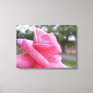 pink rose picture canvas print