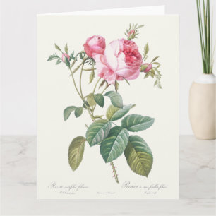 Pink Rose Pierre-Joseph Redoute Greeting Card