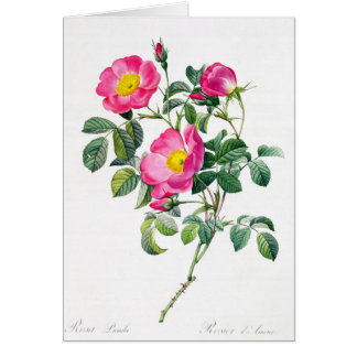 Pink Rose Pierre-Joseph Redoute Greeting Card