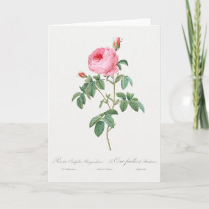 Pink Rose Pierre-Joseph Redoute Greeting Card