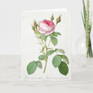 Pink Rose Pierre-Joseph Redoute Greeting Card