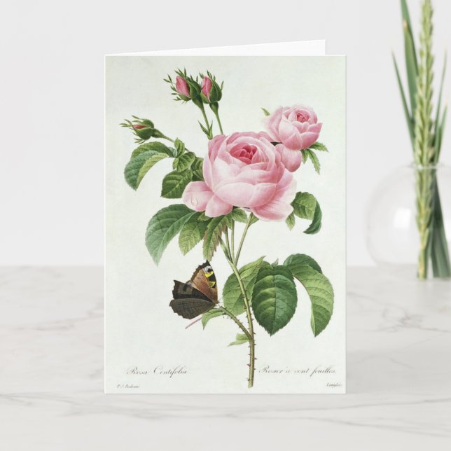 Pink Rose Pierre-Joseph Redoute Greeting Card (Front)