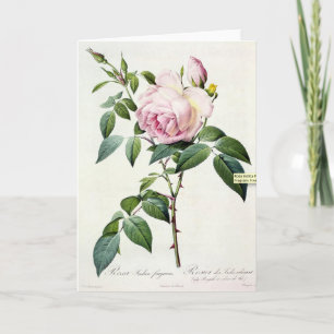 Pink Rose Pierre-Joseph Redoute Greeting Card