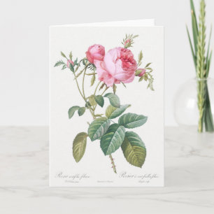 Pink Rose Pierre-Joseph Redoute Greeting Card