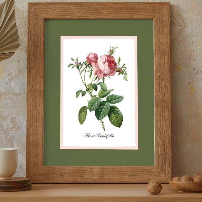 Pink Rose Pierre Redoute Botanical Poster (Creator Uploaded)