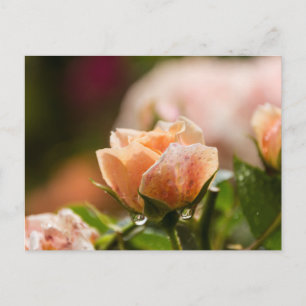 Pink rose post card