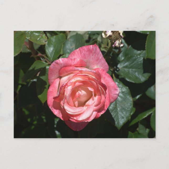 Pink Rose Postcard (Front)