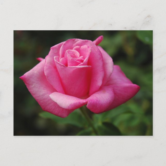 Pink Rose Postcard (Front)
