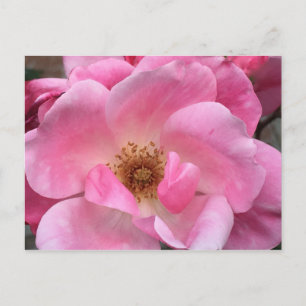 Pink Rose Postcard