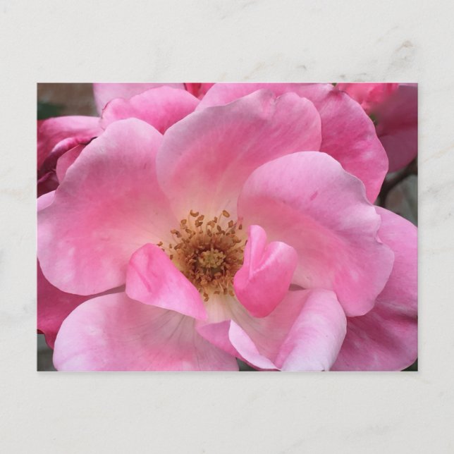 Pink Rose Postcard (Front)