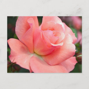 Pink Rose Postcard