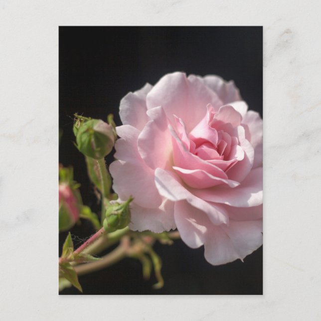 pink rose postcard (Front)