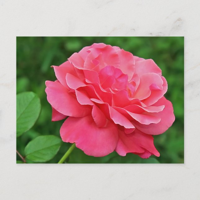 Pink Rose Postcard (Front)