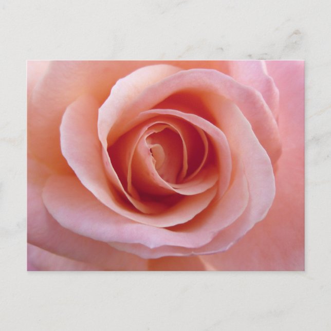 Pink Rose Postcard (Front)