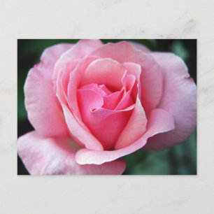 Pink Rose Postcard