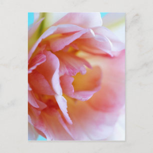 Pink Rose Postcard