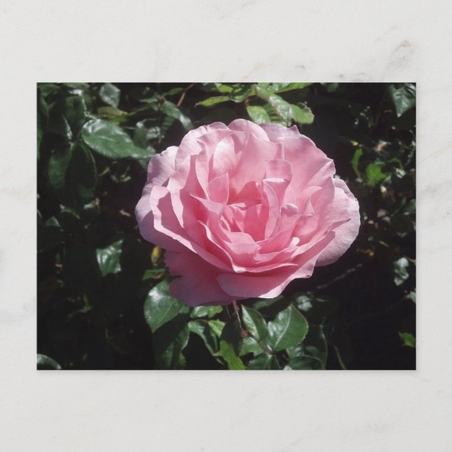 Pink Rose Postcard (Front)