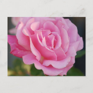 Pink Rose Postcard