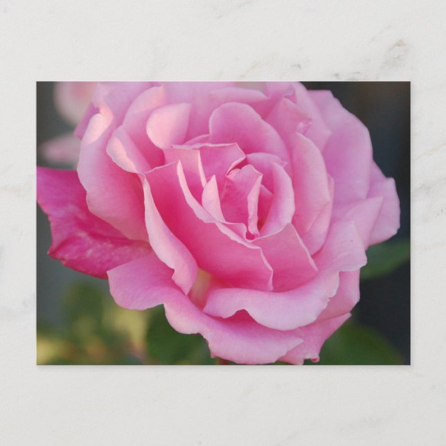 Pink Rose Postcard (Front)