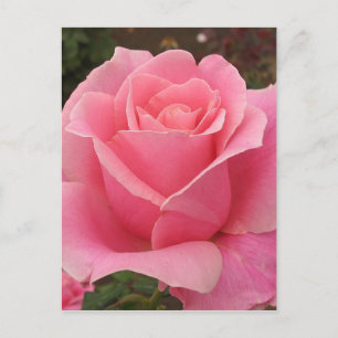 Pink Rose Postcard