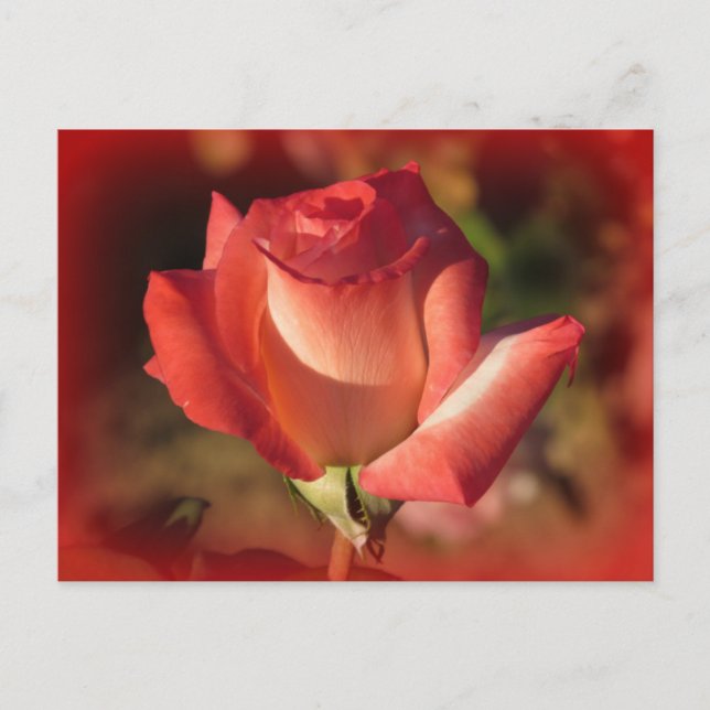 Pink Rose Postcard (Front)