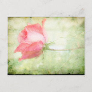 Pink Rose Postcard